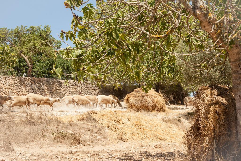 Agroturisme Perola - Only Adults Llucmajor  Exterior photo