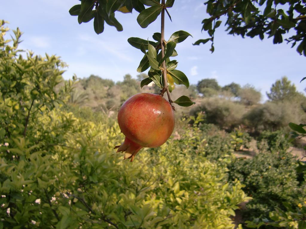 Agroturisme Perola - Only Adults Llucmajor  Exterior photo